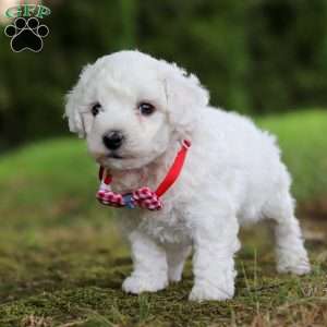 Rex, Bichon Frise Puppy